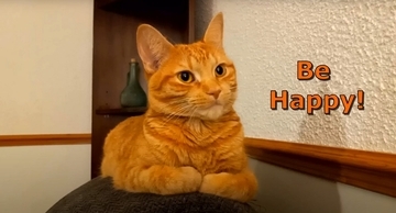 寝ている猫の背中を『つんつん』と触ってみたら…予想外の鳴き声が可愛すぎると217万再生「何度でも聞きたくなるね」「起動音？ｗ」＜海外＞