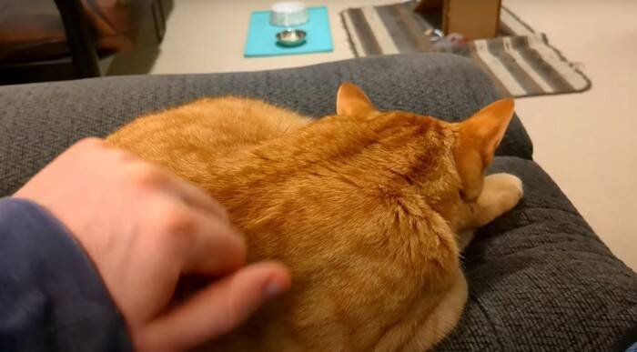 寝ている猫の背中を『つんつん』と触ってみたら…予想外の鳴き声が可愛すぎると217万再生「何度でも聞きたくなるね」「起動音？ｗ」＜海外＞
