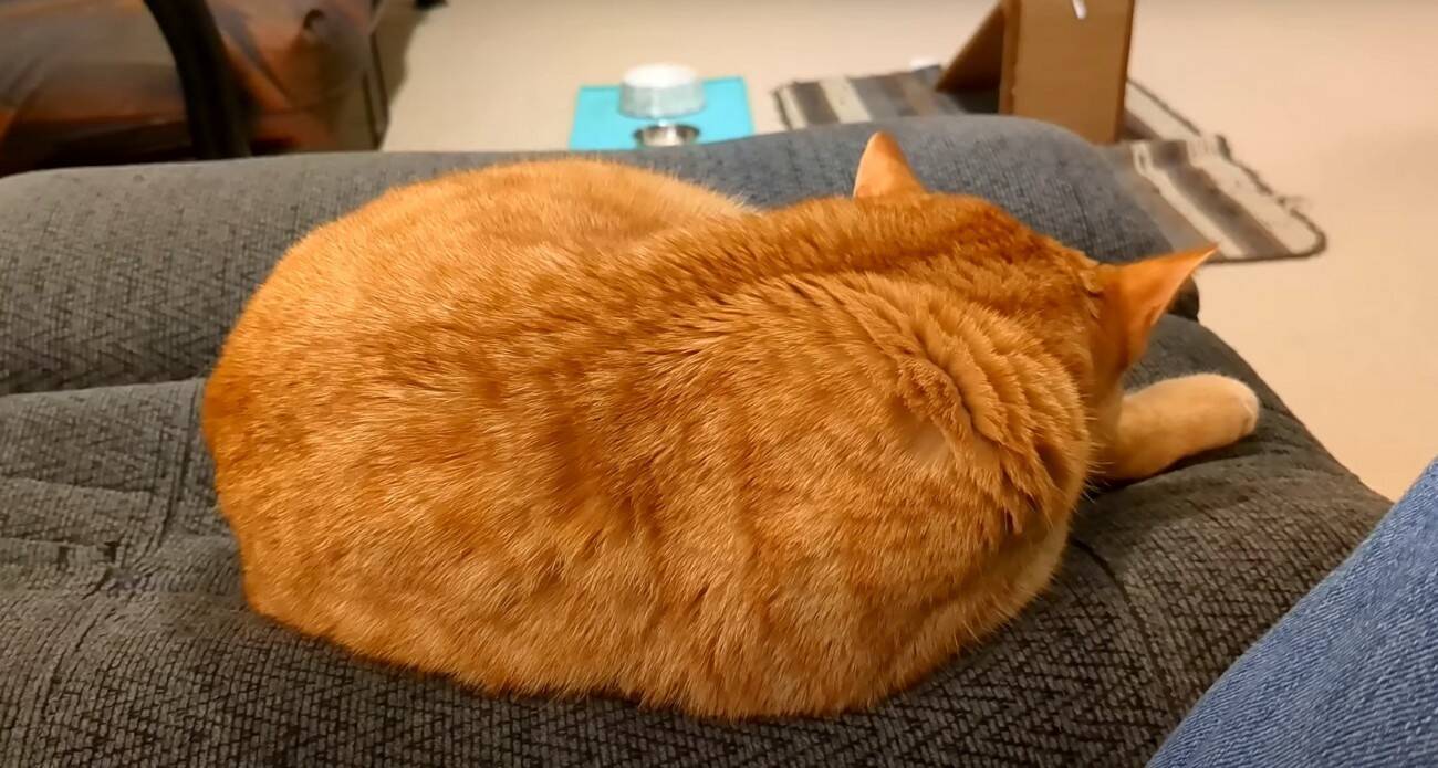 寝ている猫の背中を『つんつん』と触ってみたら…予想外の鳴き声が可愛すぎると217万再生「何度でも聞きたくなるね」「起動音？ｗ」＜海外＞