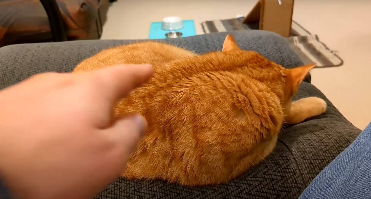 寝ている猫の背中を『つんつん』と触ってみたら…予想外の鳴き声が可愛すぎると217万再生「何度でも聞きたくなるね」「起動音？ｗ」＜海外＞