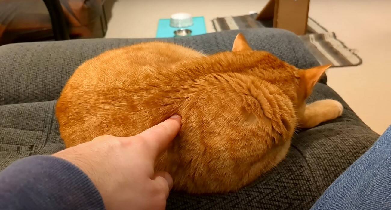 寝ている猫の背中を『つんつん』と触ってみたら…予想外の鳴き声が可愛すぎると217万再生「何度でも聞きたくなるね」「起動音？ｗ」＜海外＞
