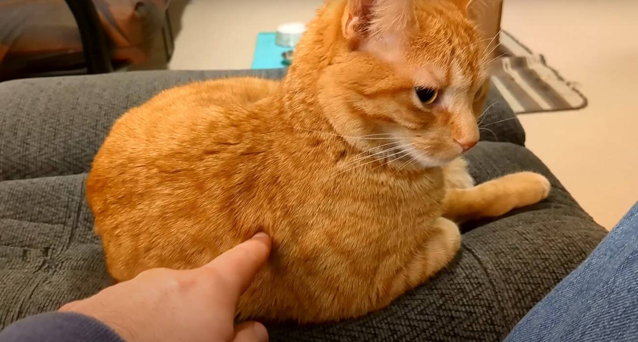 寝ている猫の背中を『つんつん』と触ってみたら…予想外の鳴き声が可愛すぎると217万再生「何度でも聞きたくなるね」「起動音？ｗ」＜海外＞