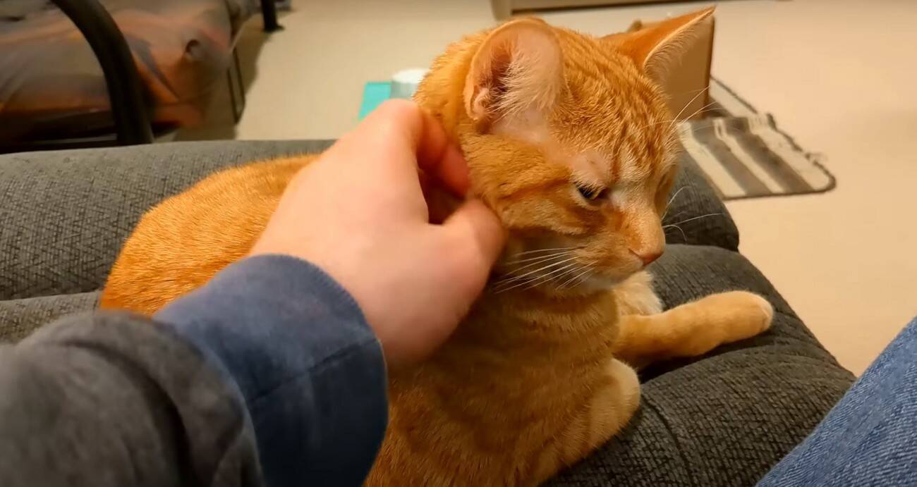 寝ている猫の背中を『つんつん』と触ってみたら…予想外の鳴き声が可愛すぎると217万再生「何度でも聞きたくなるね」「起動音？ｗ」＜海外＞