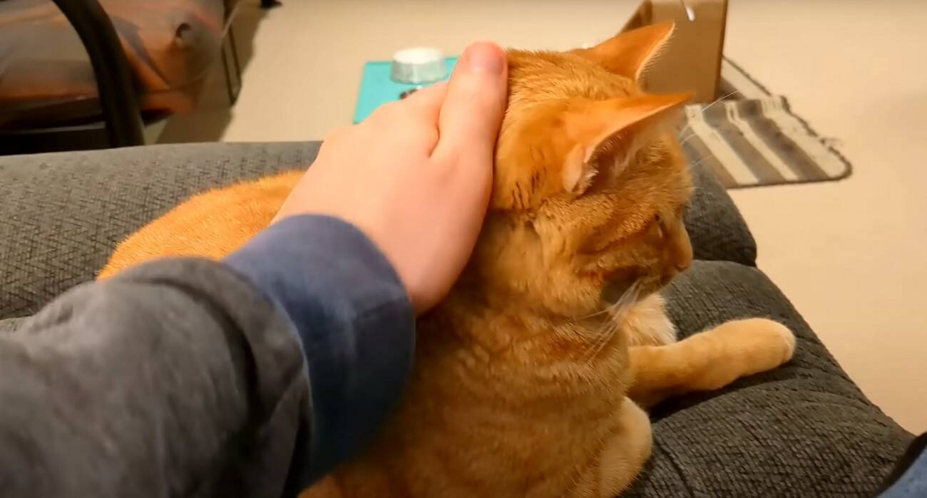 寝ている猫の背中を『つんつん』と触ってみたら…予想外の鳴き声が可愛すぎると217万再生「何度でも聞きたくなるね」「起動音？ｗ」＜海外＞