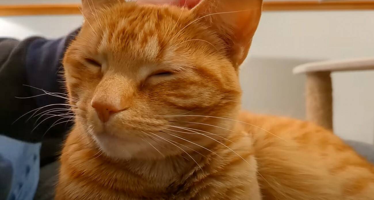 寝ている猫の背中を『つんつん』と触ってみたら…予想外の鳴き声が可愛すぎると217万再生「何度でも聞きたくなるね」「起動音？ｗ」＜海外＞
