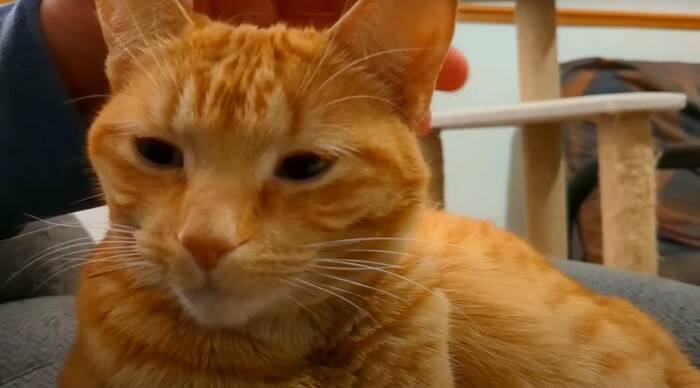 寝ている猫の背中を『つんつん』と触ってみたら…予想外の鳴き声が可愛すぎると217万再生「何度でも聞きたくなるね」「起動音？ｗ」＜海外＞