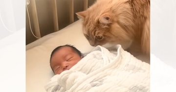 そっと赤ちゃんの匂いを嗅ぎにきた猫→離れたかと思ったら…思わず感動の尊すぎる光景が75万再生「何回振り返るのｗ」「想像よりゆっくりｗ」