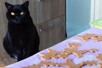 猫は『生姜』を食べても大丈夫？与えるメリットや注意すべきポイントを解説