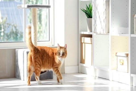 猫の体から『いいニオイ』がする理由3つ　お風呂に入らなくても臭くないのはなぜ？