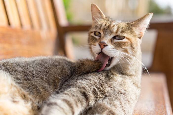 猫の体から『いいニオイ』がする理由3つ　お風呂に入らなくても臭くないのはなぜ？