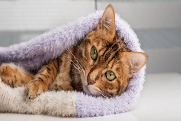 猫の体から『いいニオイ』がする理由3つ　お風呂に入らなくても臭くないのはなぜ？