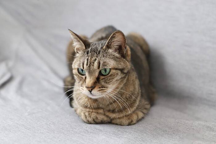 猫がよくやりがちな『ポーズ』4選　隠された心理や配慮してあげたいことも解説