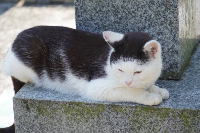 猫がよくやりがちな『ポーズ』4選　隠された心理や配慮してあげたいことも解説