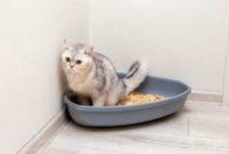 猫がなりやすい『膀胱炎』とは？発症する原因や主な症状、予防法を解説