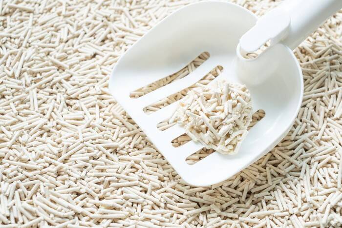 猫がなりやすい『膀胱炎』とは？発症する原因や主な症状、予防法を解説