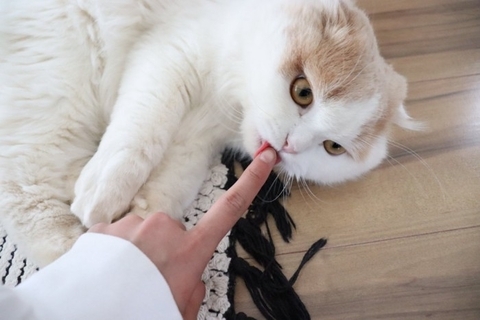 猫が口にすると危険な『飼い主が使うケア用品』6選　体に与える影響やトラブルを防ぐ対策方法