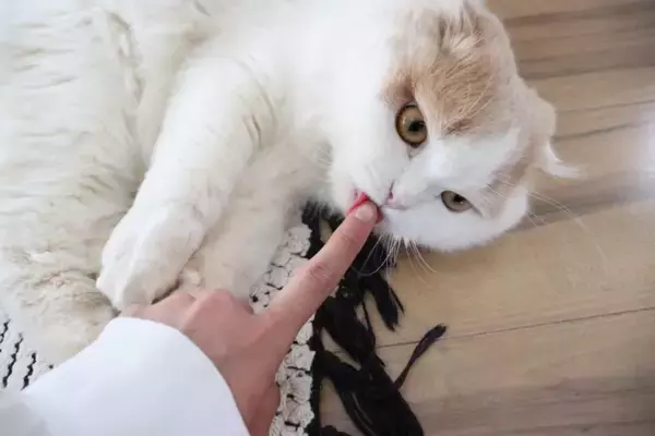 猫が口にすると危険な『飼い主が使うケア用品』6選　体に与える影響やトラブルを防ぐ対策方法