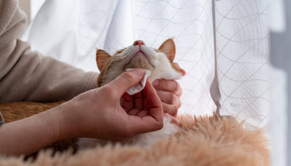 猫が口にすると危険な『飼い主が使うケア用品』6選　体に与える影響やトラブルを防ぐ対策方法