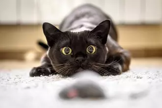 猫の『耳の向き』から気持ちが読み取れる？4つの状態別の意味や正しく見分けるコツ