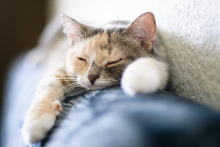 猫の『耳の向き』から気持ちが読み取れる？4つの状態別の意味や正しく見分けるコツ