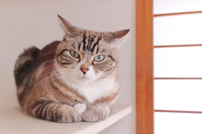 猫の『耳の向き』から気持ちが読み取れる？4つの状態別の意味や正しく見分けるコツ