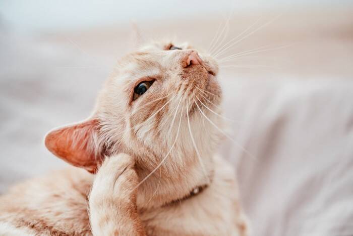 猫の『耳の向き』から気持ちが読み取れる？4つの状態別の意味や正しく見分けるコツ