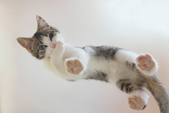 猫の『足先が冷えている』ときに考えられる原因3つ　病気のリスクから対処法まで解説