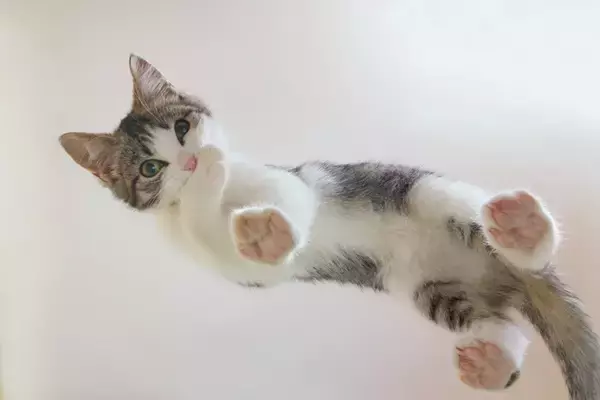 猫の『足先が冷えている』ときに考えられる原因3つ　病気のリスクから対処法まで解説