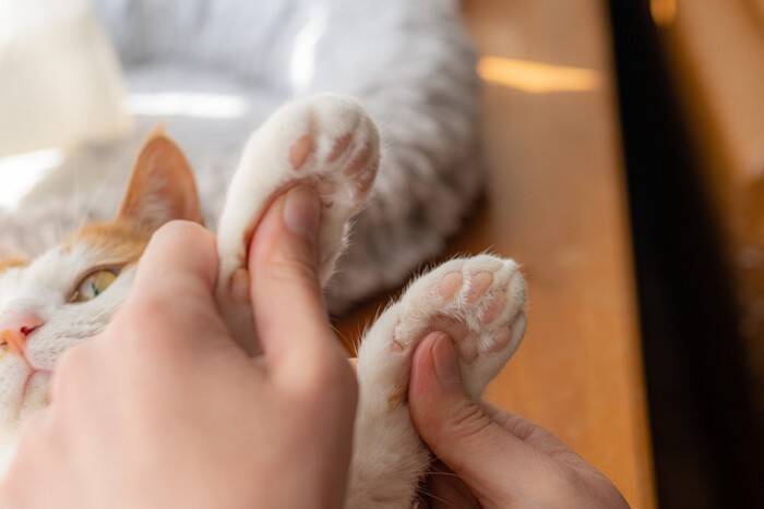 猫の『足先が冷えている』ときに考えられる原因3つ　病気のリスクから対処法まで解説