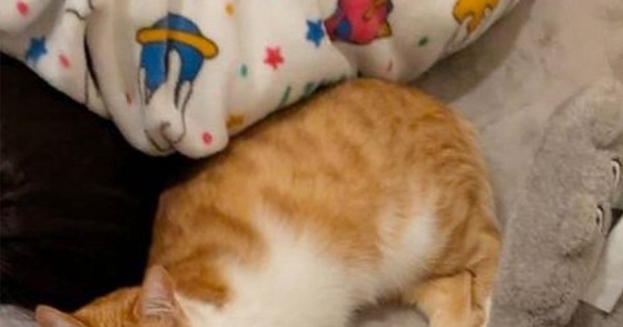 ゆったりとくつろぐ猫→おててを見たら…思わず笑ってしまう『予想外すぎる行動』に1万9000いいね「かわいぃーｗ」「袋とか好きだよね」