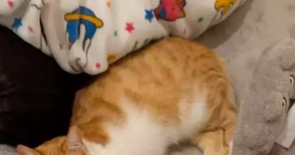 ゆったりとくつろぐ猫→おててを見たら…思わず笑ってしまう『予想外すぎる行動』に1万9000いいね「かわいぃーｗ」「袋とか好きだよね」