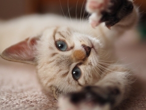 猫があなたに『ベタ惚れ』しているサイン5選　気付いてあげたい仕草や上手な応え方も