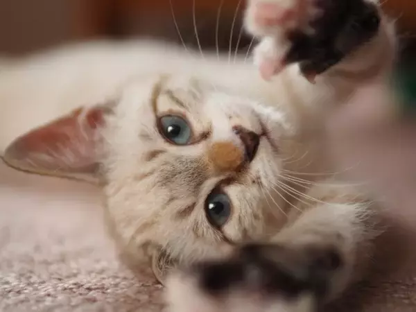 猫があなたに『ベタ惚れ』しているサイン5選　気付いてあげたい仕草や上手な応え方も