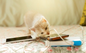 猫がいる家で注意すべき『危ない家電』5選　起こりうるトラブルや安全を守るための対策