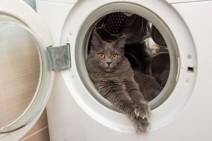 猫がいる家で注意すべき『危ない家電』5選　起こりうるトラブルや安全を守るための対策