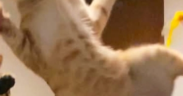 ベッドの上で遊んでいた2匹の猫が『同時にジャンプ』した瞬間を撮った結果…可愛すぎる光景に1万いいね「躍動感がすごいｗ」「めっちゃいい」