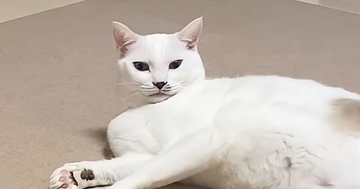ゴルフの練習を始めようとしたら…『猫が見せた行動』に癒される人が続出「ホールインニャン」「なんて可愛いんだ」「ニヤニヤしたｗ」