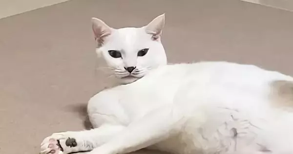 ゴルフの練習を始めようとしたら…『猫が見せた行動』に癒される人が続出「ホールインニャン」「なんて可愛いんだ」「ニヤニヤしたｗ」