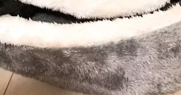 二枚貝のような形の猫用ベッドで『くつろぐ猫』を見たら…思わず笑顔になる光景に1万いいね「食べられないハマグリ」「笑ったｗ」