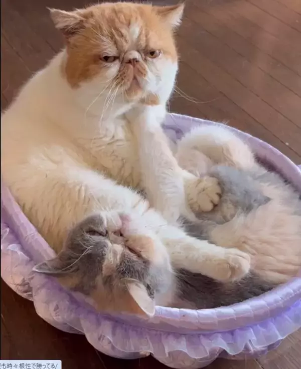 パパ猫が子猫にかまいすぎた結果、母猫が…まさかの『激詰めされる光景』が笑えると65万再生「尻に敷かれてるｗ」「母は強しｗ」と爆笑の声