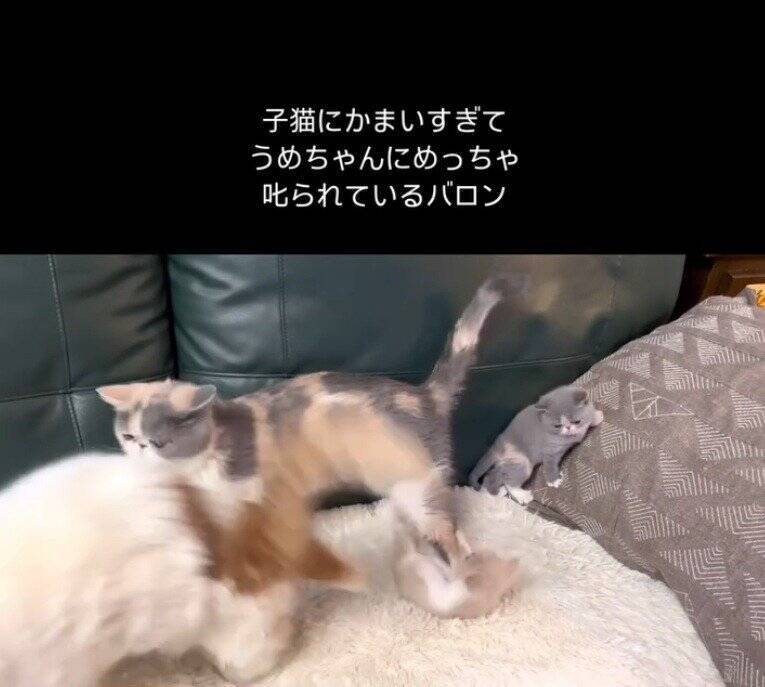パパ猫が子猫にかまいすぎた結果、母猫が…まさかの『激詰めされる光景』が笑えると65万再生「尻に敷かれてるｗ」「母は強しｗ」と爆笑の声