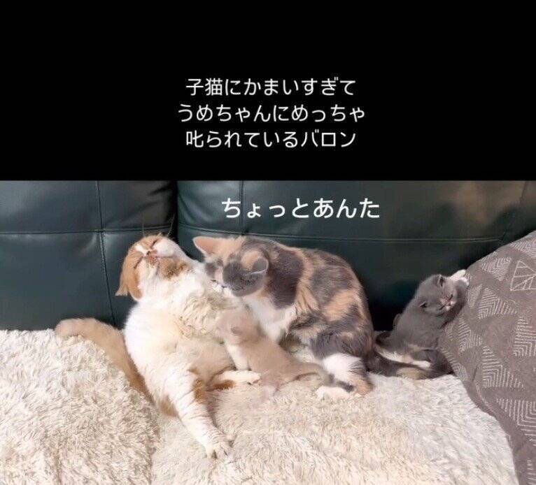 パパ猫が子猫にかまいすぎた結果、母猫が…まさかの『激詰めされる光景』が笑えると65万再生「尻に敷かれてるｗ」「母は強しｗ」と爆笑の声