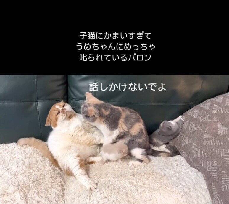 パパ猫が子猫にかまいすぎた結果、母猫が…まさかの『激詰めされる光景』が笑えると65万再生「尻に敷かれてるｗ」「母は強しｗ」と爆笑の声
