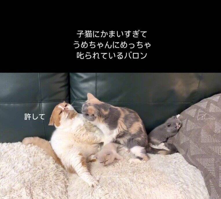 パパ猫が子猫にかまいすぎた結果、母猫が…まさかの『激詰めされる光景』が笑えると65万再生「尻に敷かれてるｗ」「母は強しｗ」と爆笑の声