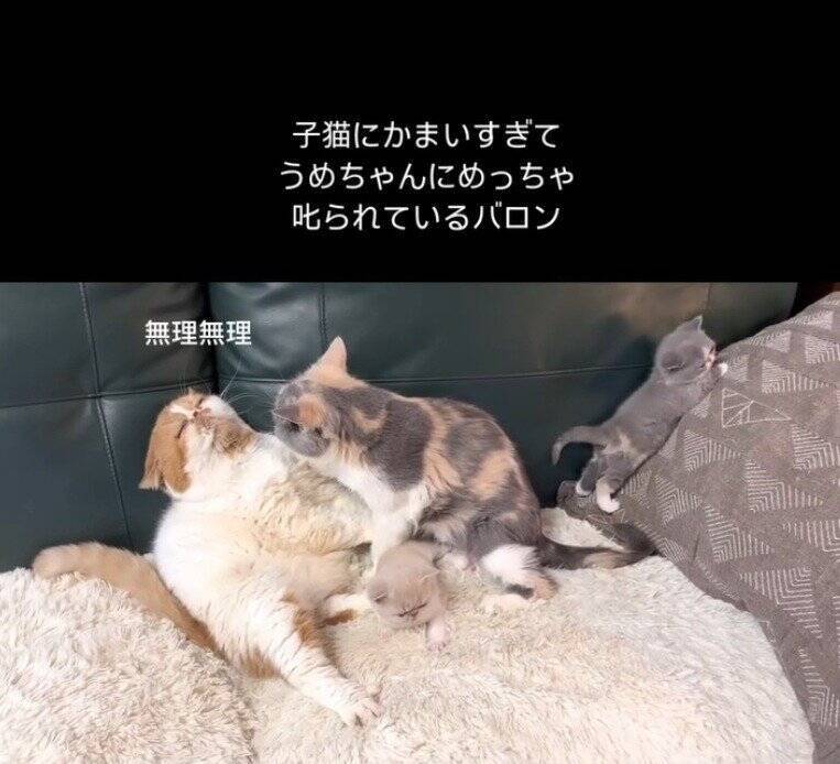 パパ猫が子猫にかまいすぎた結果、母猫が…まさかの『激詰めされる光景』が笑えると65万再生「尻に敷かれてるｗ」「母は強しｗ」と爆笑の声