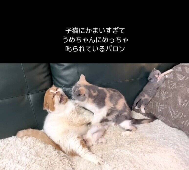 パパ猫が子猫にかまいすぎた結果、母猫が…まさかの『激詰めされる光景』が笑えると65万再生「尻に敷かれてるｗ」「母は強しｗ」と爆笑の声