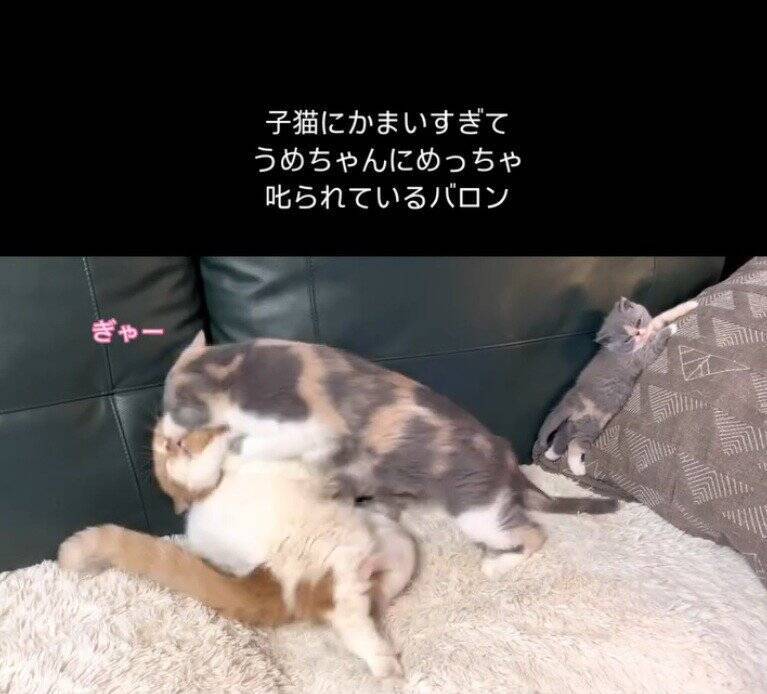 パパ猫が子猫にかまいすぎた結果、母猫が…まさかの『激詰めされる光景』が笑えると65万再生「尻に敷かれてるｗ」「母は強しｗ」と爆笑の声