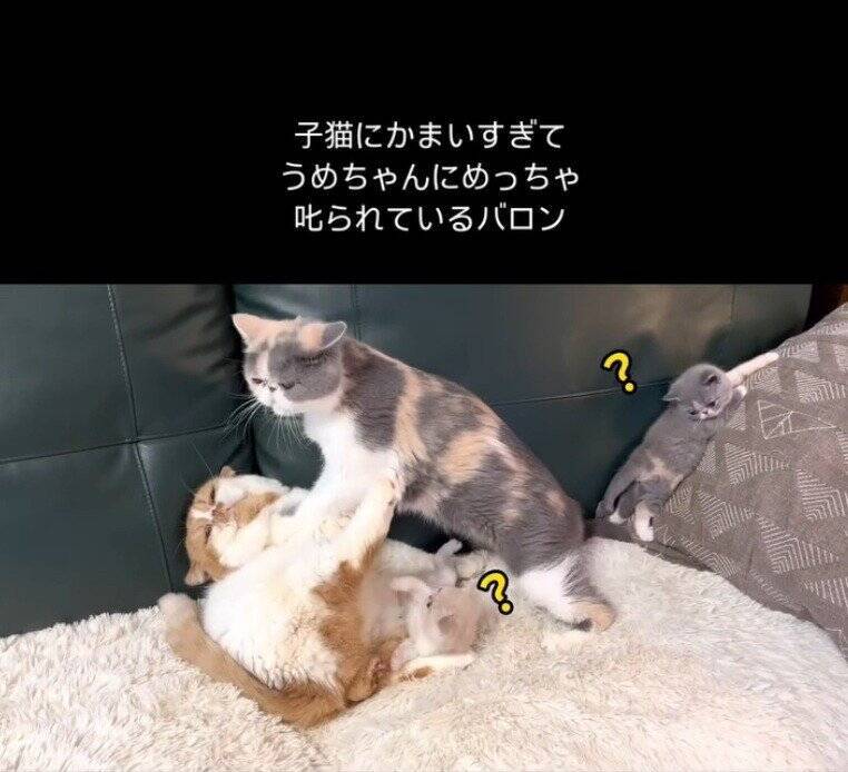 パパ猫が子猫にかまいすぎた結果、母猫が…まさかの『激詰めされる光景』が笑えると65万再生「尻に敷かれてるｗ」「母は強しｗ」と爆笑の声