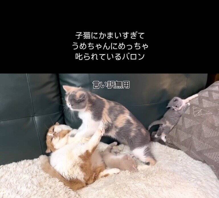 パパ猫が子猫にかまいすぎた結果、母猫が…まさかの『激詰めされる光景』が笑えると65万再生「尻に敷かれてるｗ」「母は強しｗ」と爆笑の声