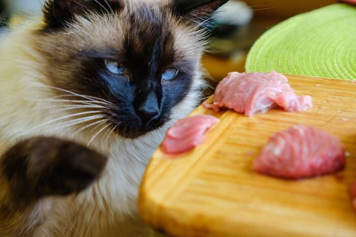 猫に絶対に与えてはいけない「生の食べ物」3つ 　起こりうる健康リスクや誤飲した際の対処法